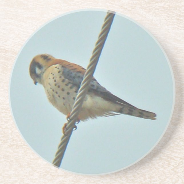 American Kestrel (Falco sparverius) Items Sandstone Coaster (Front)
