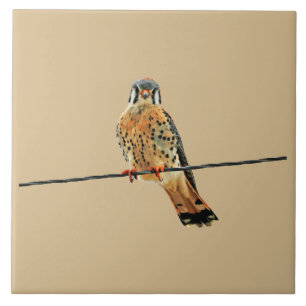 American Kestrel Falcon Ceramic Tile