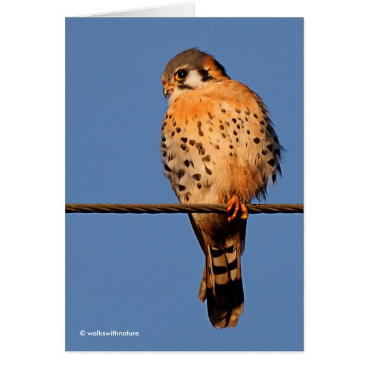 American Kestrel Hawk on a Wire Cards (Front)