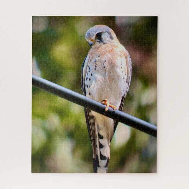 American Kestrel Jigsaw Puzzle (Vertical)