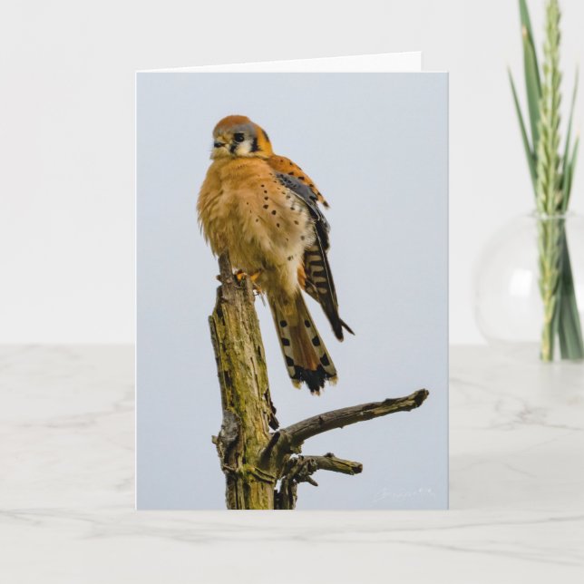 American Kestrel Pacific Northwest Thank You Card (Front)