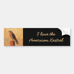 American Kestrel Painting - Original Bird Art Bumper Sticker