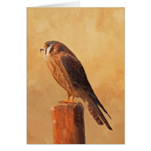 American Kestrel Painting - Original Bird Art Cards