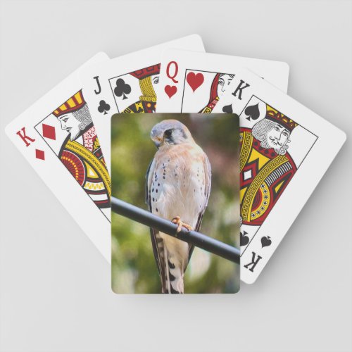 American Kestrel Playing Cards