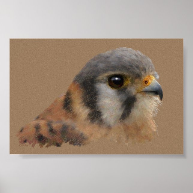 American Kestrel Portrait Poster (Front)
