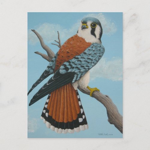 American Kestrel postcard