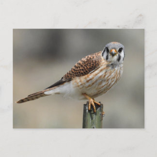 American Kestrel Postcard
