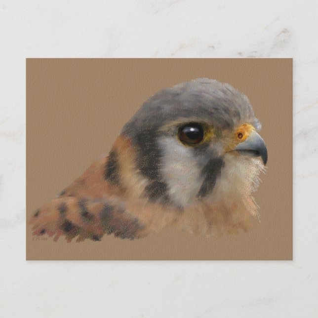 American Kestrel Postcard (Front)