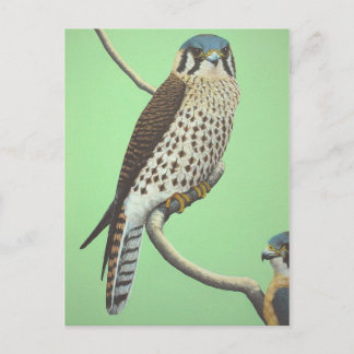 American Kestrel Postcard