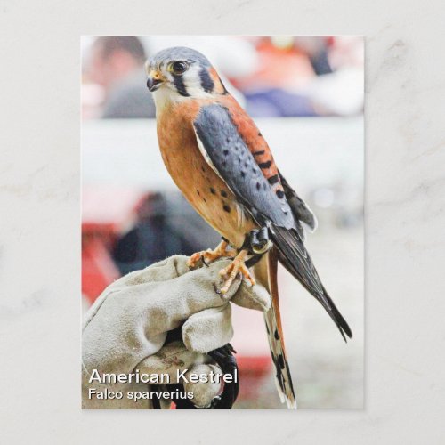 American Kestrel Postcard