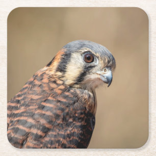 American Kestrel Square Paper Coaster