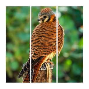 American Kestrel Triptych Wall Art Colorful Panels
