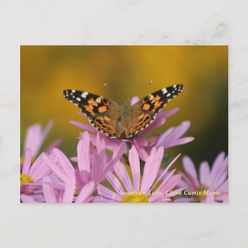 American Lady Butterfly  Clara Curtis Mums Postcard