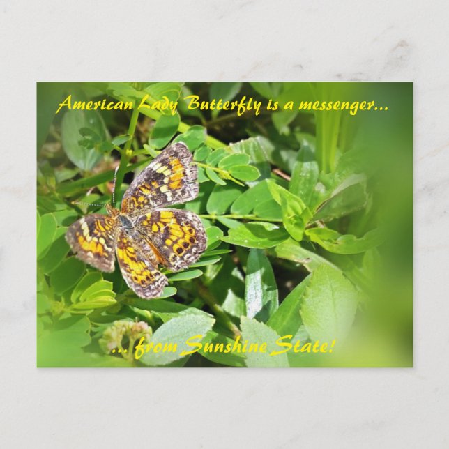 American Lady Butterfly is a messenger,FL postcard (Front)
