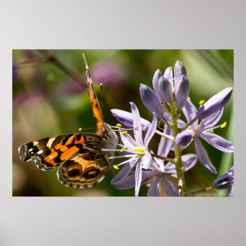 American Lady Butterfly Wild Hyacinth Poster