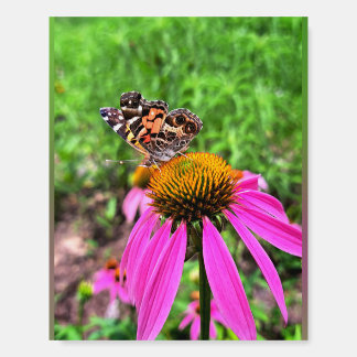 American Lady Foam Board