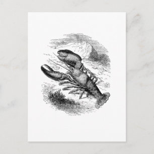 American Lobster Postcard