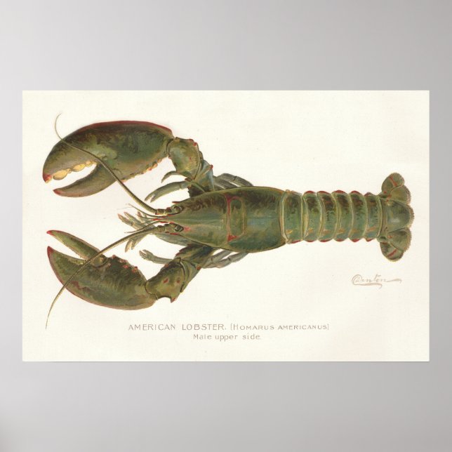 American Lobster - Sherman Denton Fish Lithograph Poster (Front)