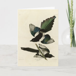 American Magpie from Audubon's Birds of America Card