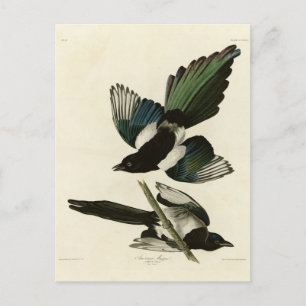 American Magpie from Audubon's Birds of America Postcard