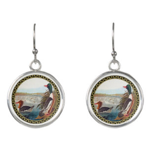 American mallard ducks in a river swimming earrings