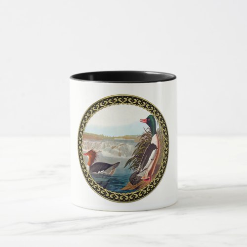 American mallard ducks in a river swimming mug