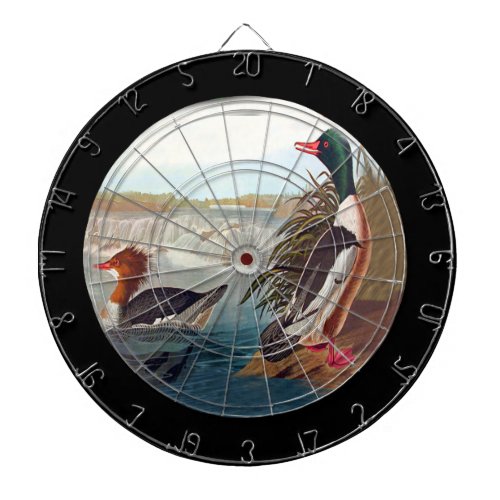 American mallard ducks in swimming dartboard with darts