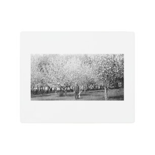 American Man Standing in Orchard 10x8 Metal Print
