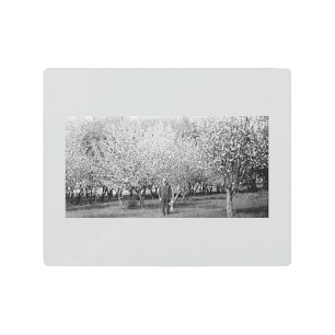 American Man Standing in Orchard 10x8 Metal Print