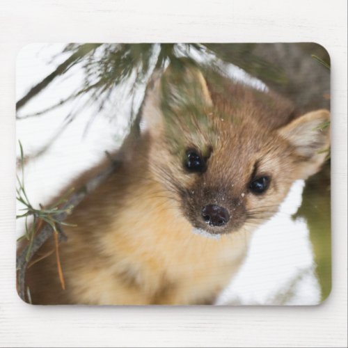 American Marten Or Pine Marten Mouse Pad