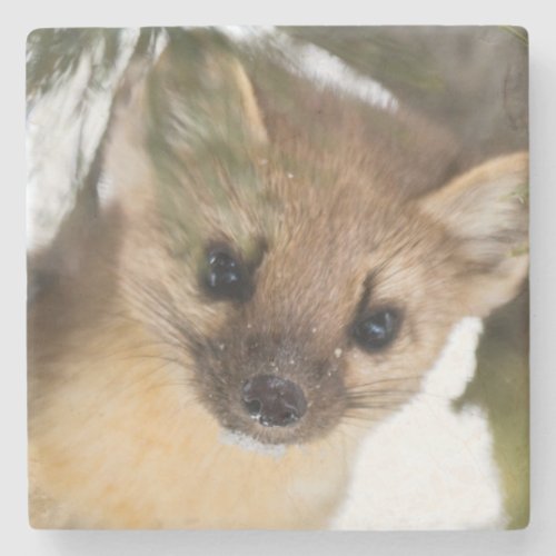 American Marten Or Pine Marten Stone Coaster