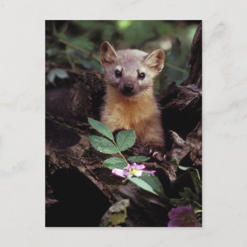 American Marten Postcard