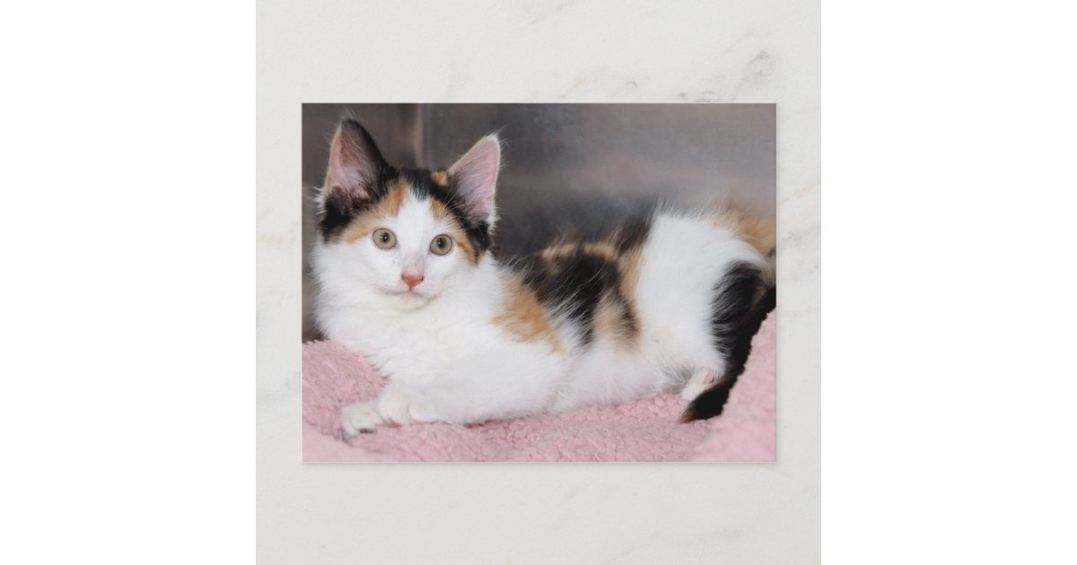 American Mediumhair Calico Kitten Postcards | Zazzle