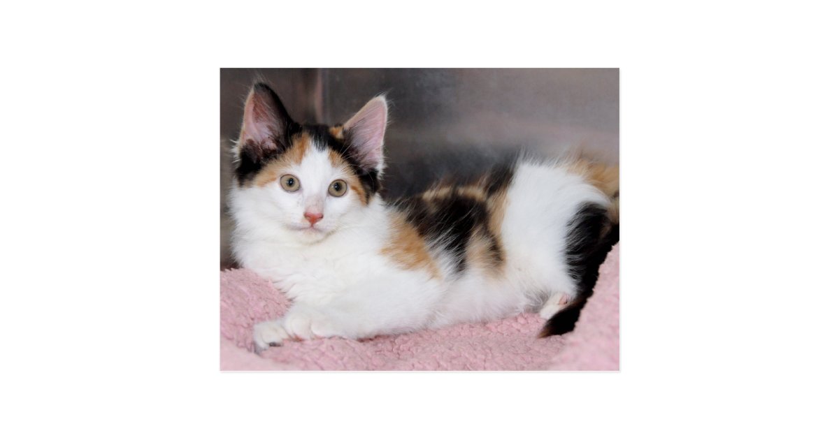 American Mediumhair Calico Kitten Postcards Zazzle Com