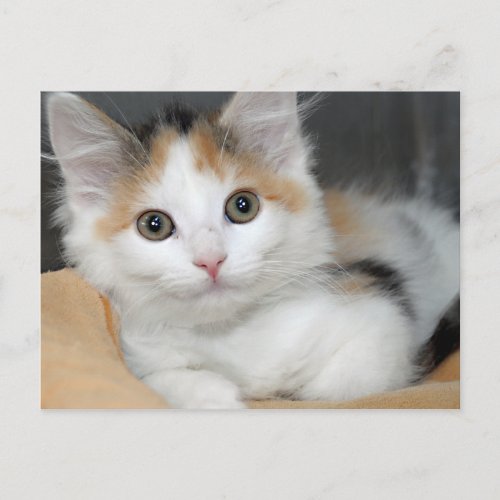 American Mediumhair Calico Kitten Postcards