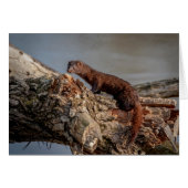 American Mink (Front Horizontal)