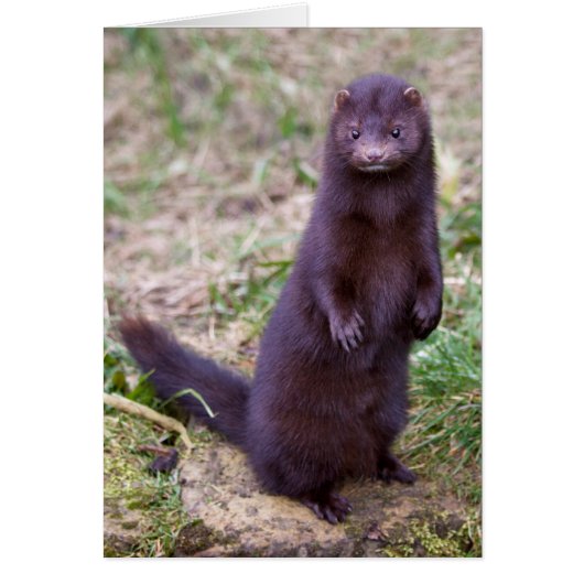 American Mink Card (Front)