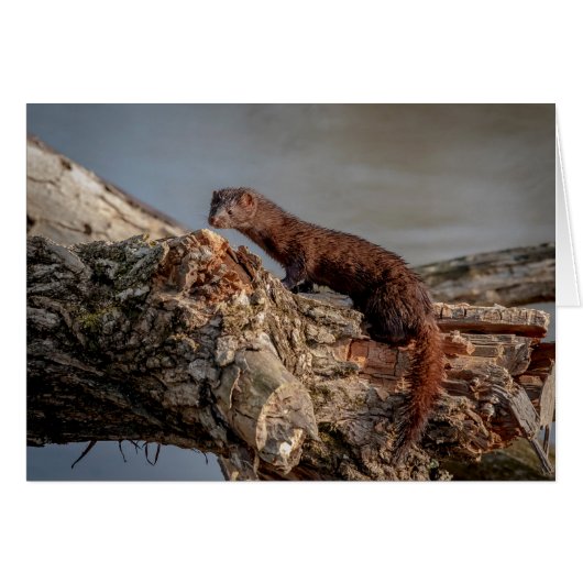 American Mink Cards (Front Horizontal)