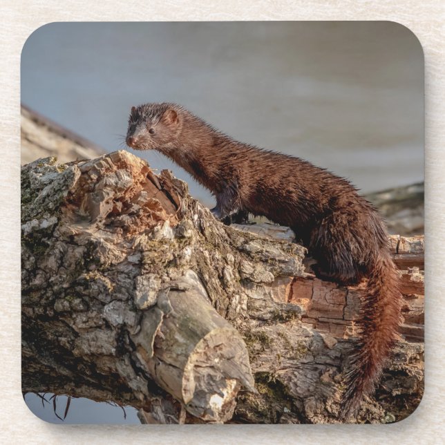 American Mink Coaster (Front)