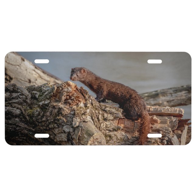 American Mink License Plate (Front)