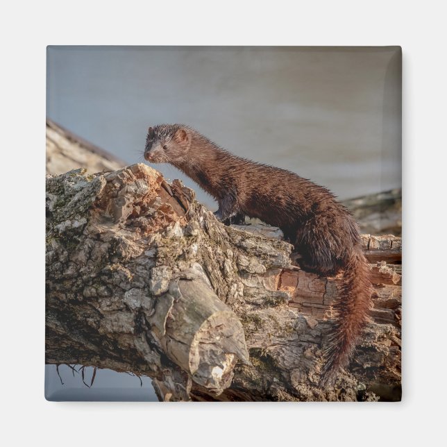 American Mink Magnet (Front)