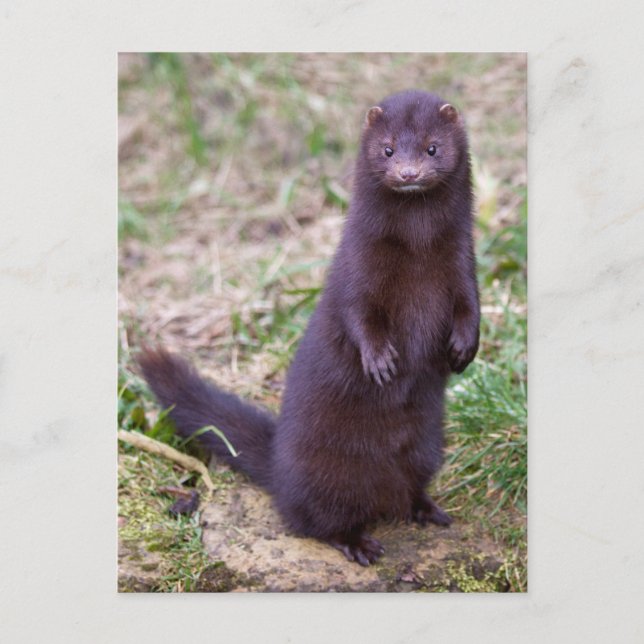 American Mink Postcard (Front)