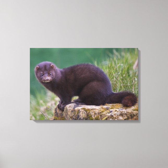 American Mink Wrapped Canvas Print (Front)