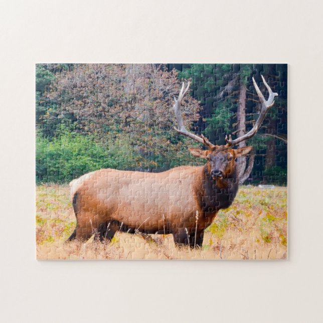 American Moose in California. Jigsaw Puzzle (Horizontal)