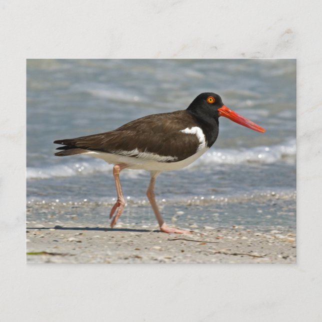 American Oystercatcher Photo Postcard (Front)