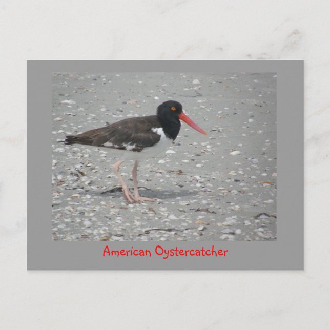American Oystercatcher Postcard (Front)