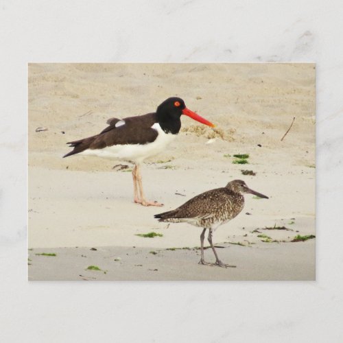 American Oystercatchers Photo Postcard