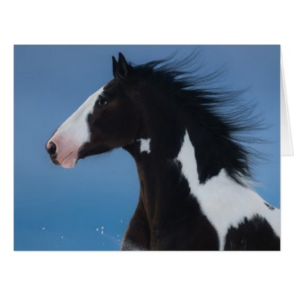 American paint horse card