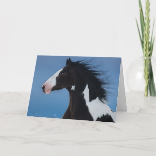 American paint horse card