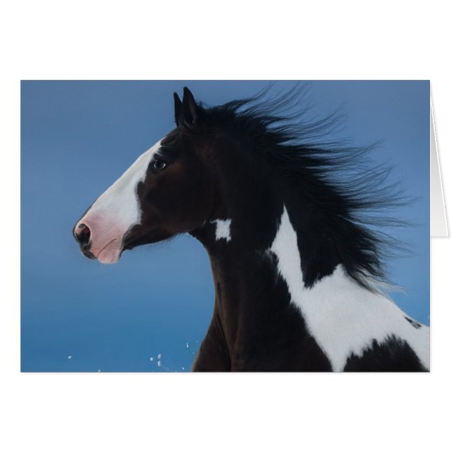American paint horse cards (Front Horizontal)